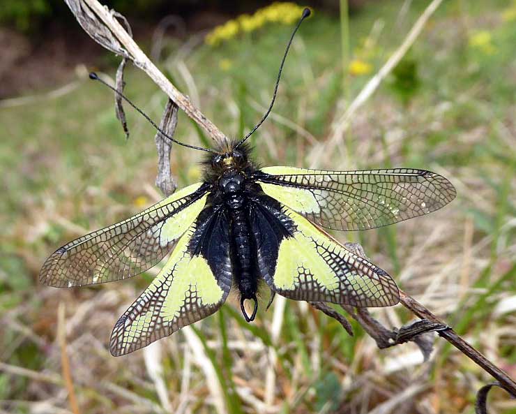 Schmetterlingshaft Männchen (Foto: VöF/Andreas Frahsek)