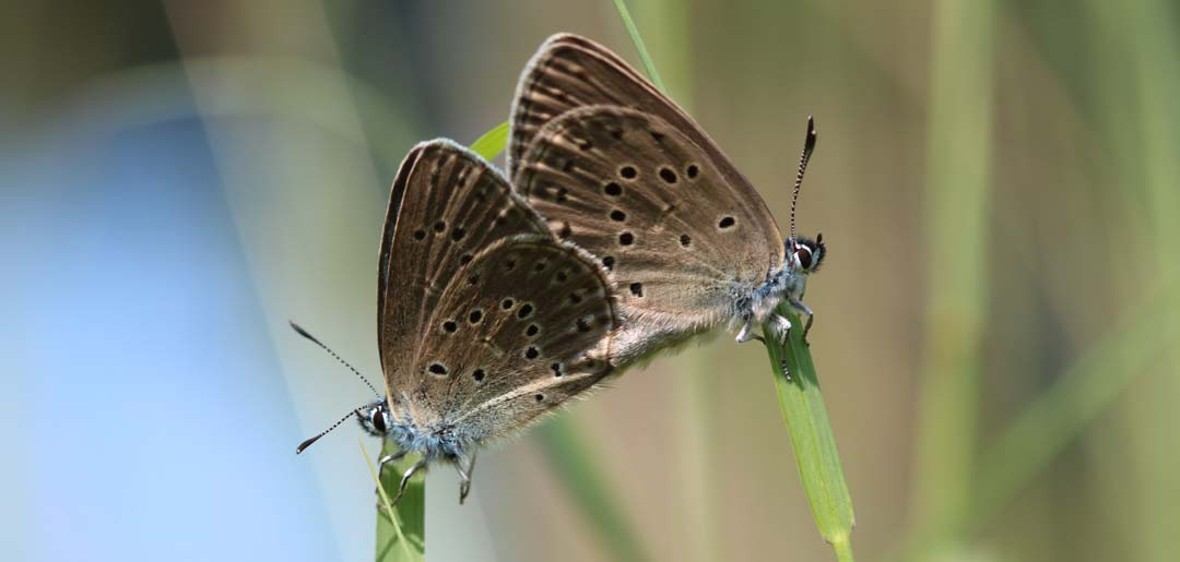 Schmetterlinge (Foto: Konrad Pöppel)