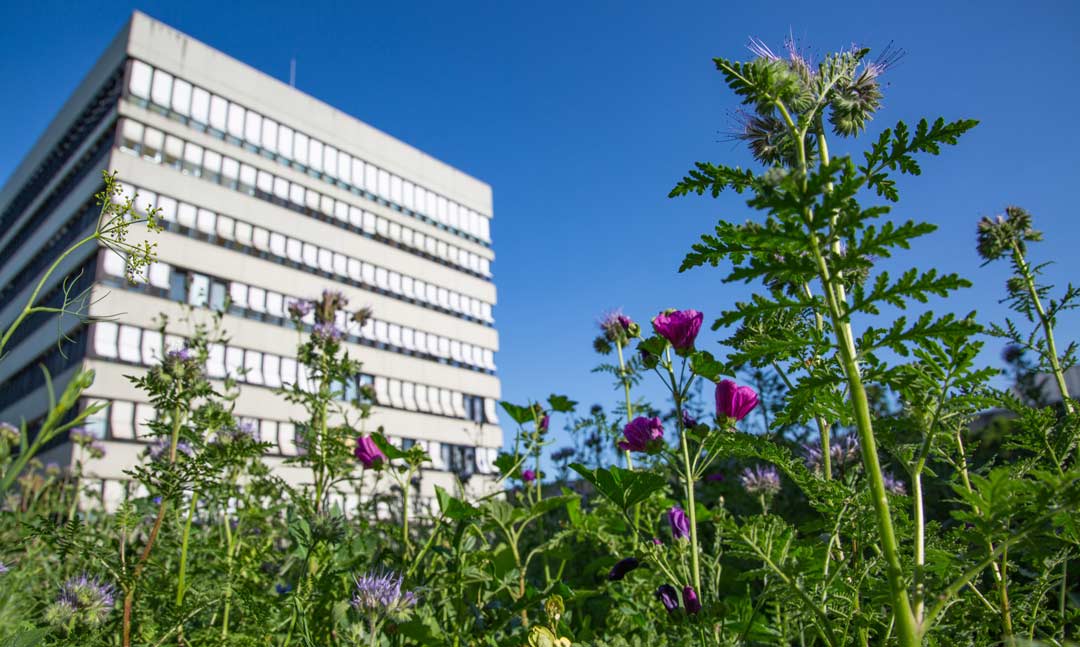 Ein Beitrag zu einem gesunden Ökosystem: Blühwiese am Campus der Universität Regensburg (Foto: © Universität Regensburg/Antonia Pröls)