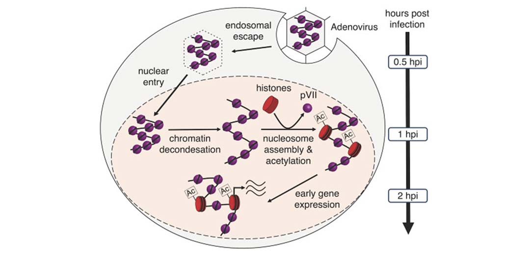 Das Genom des Adenovirus ist spezifisch verpackt mit dem viralen Protein pVII. Nach dem Eindringen des Virus in die Zelle wird das Genom aus der Virushülle freigesetzt und in den Zellkern transportiert. Bevor die virale Information abgelesen werden kann, wird Protein pVII gezielt an regulatorisch wichtigen Stellen des viralen Genoms, durch zelluläre Verpackungsproteine (Histone) ausgetauscht. Nach der chemischen Modifikation der Histone (Azetylierung), wird die zelluläre Maschinerie zum Auslesen der viralen Information gekapert und das Virus kann sich vermehren. (Foto: © Dr. Uwe Schwartz)