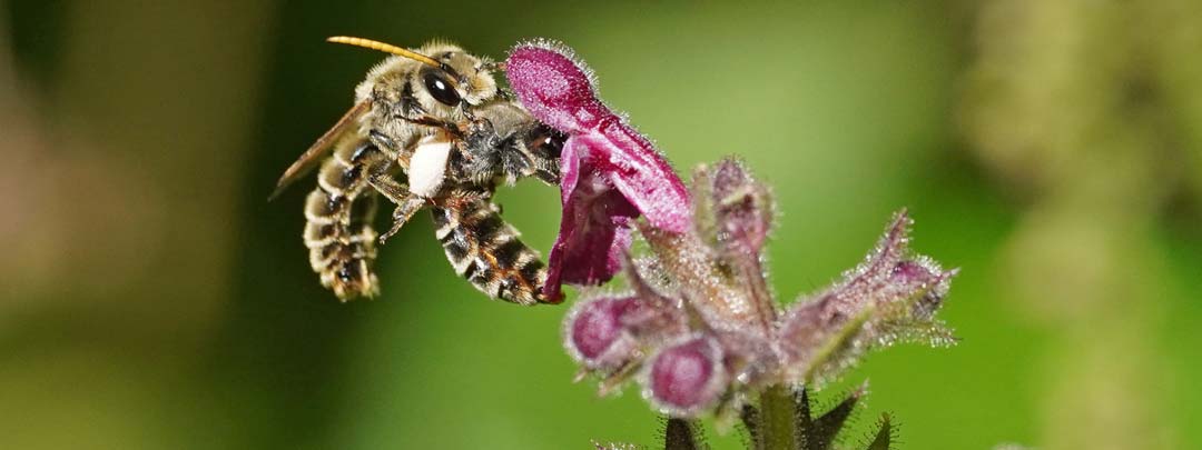 Schlürfbienen bei der Paarung am Wald-Ziest. (Foto: © Julia Wittmann)